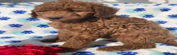 Mini Goldendoodle dogs for sale: Opal - Ad 3