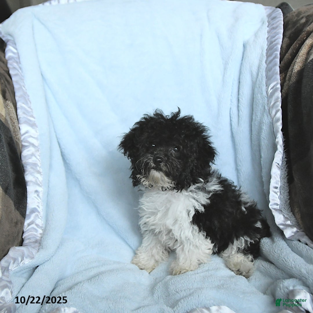 Toy Poodle dogs for sale: Kody - Ad 13