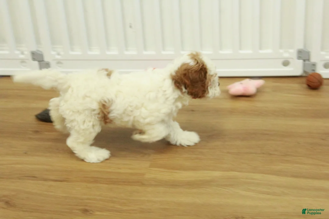 Cavapoo dogs for sale: Lilly - Ad 4