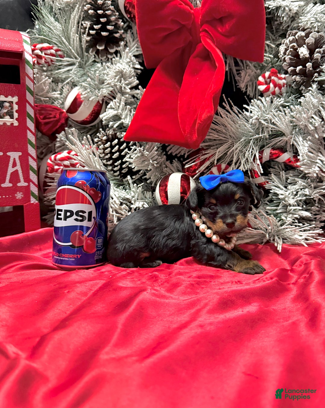 Yorkshire Terrier dogs for sale: Rigatoni  - Ad 14