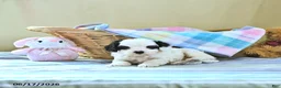 Cavapoo dogs for sale: Bailey - Ad 2