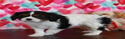 Cavalier King Charles Spaniel dogs for sale: Callie - Ad 2