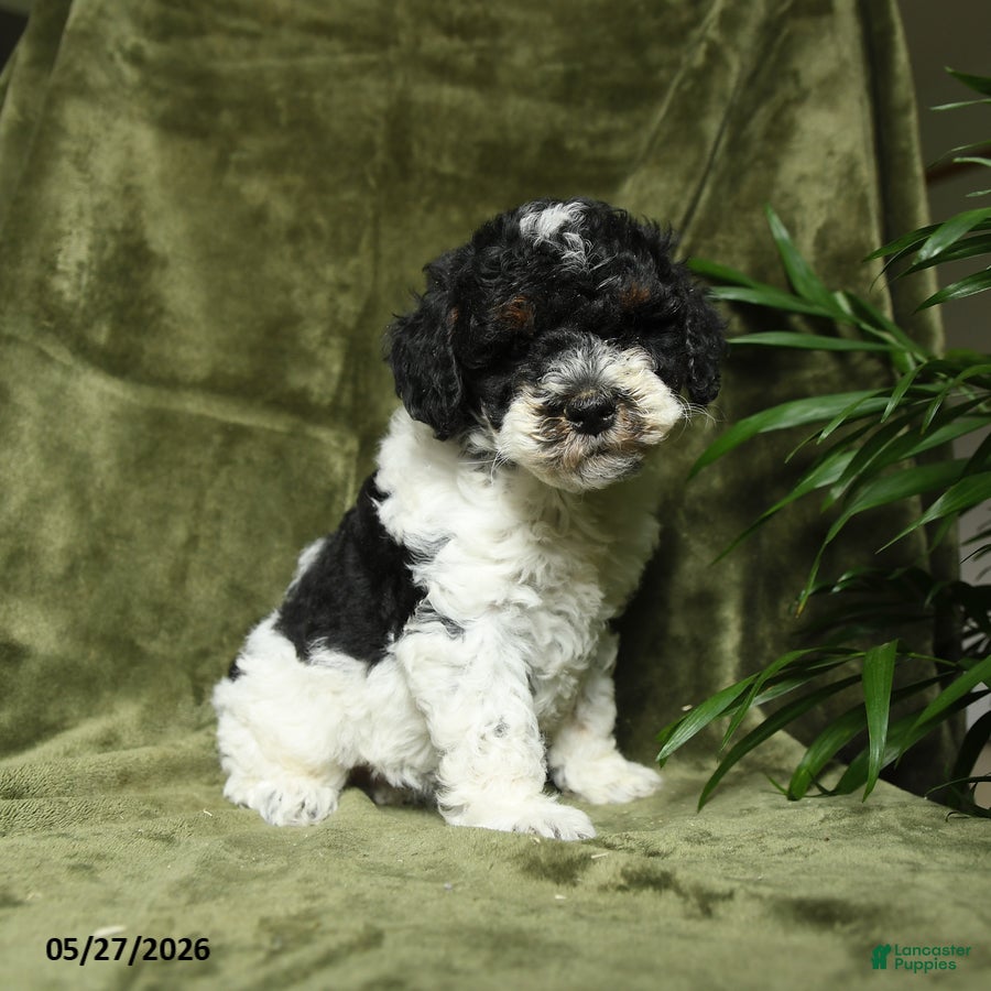 Miniature Poodle dogs for sale: Mildred - Ad 2