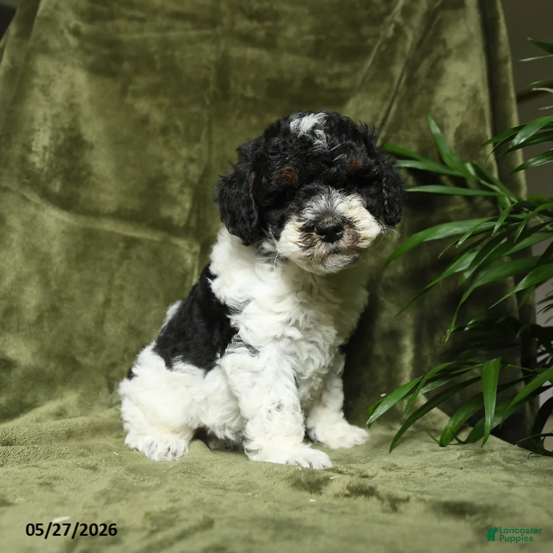 Miniature Poodle dogs for sale: Mildred - Ad 1