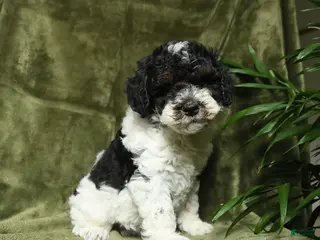 Miniature Poodle dogs for sale: Mildred - Ad 2