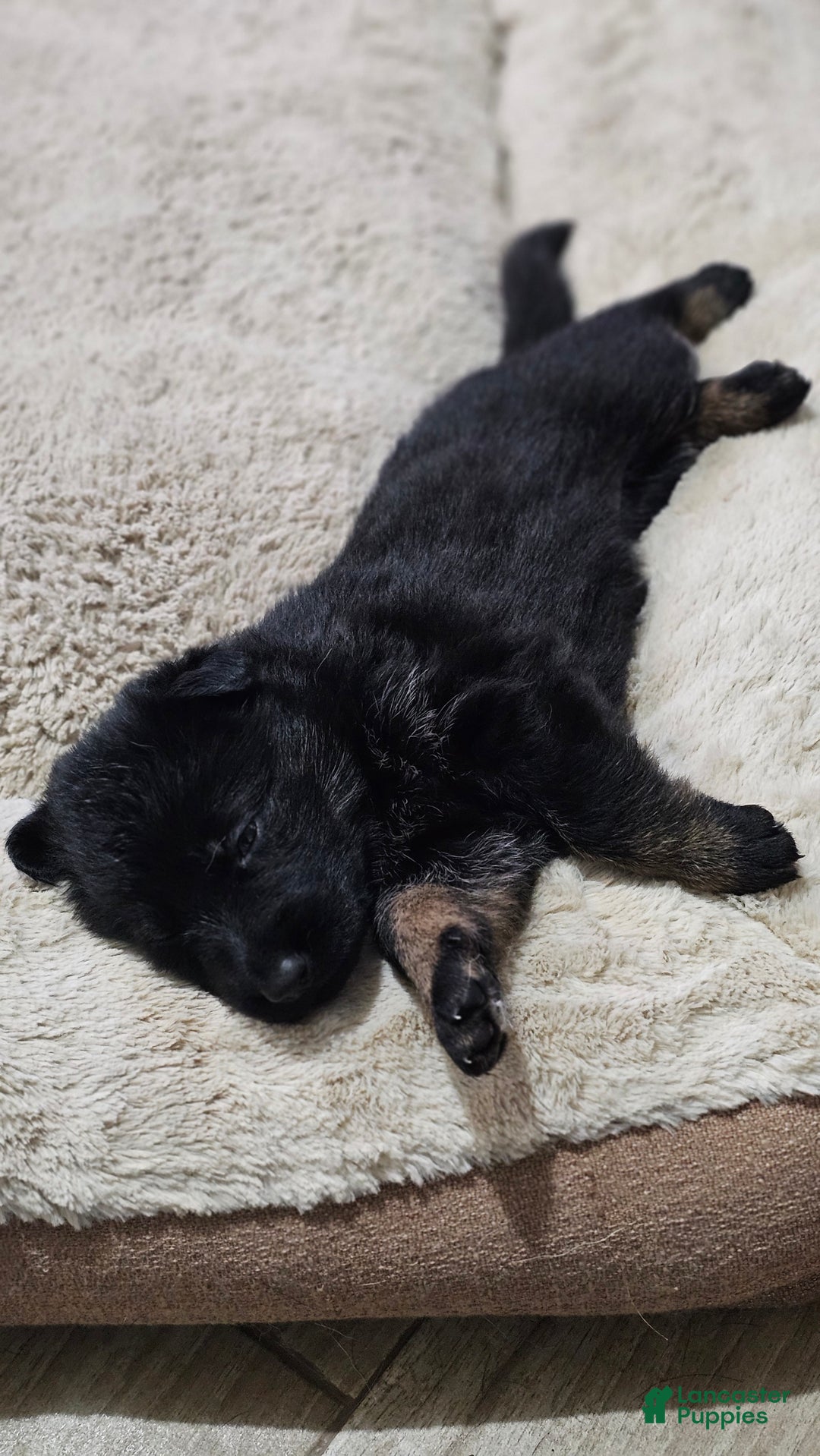 German Shepherd dogs for sale: German Shepherd Puppy 7 - Ad 1