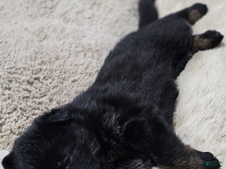 German Shepherd dogs German Shepherd Puppy 7 - Ad 17