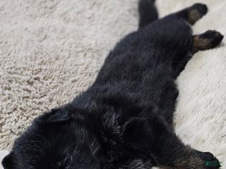 German Shepherd dogs German Shepherd Puppy 7 - Ad 20