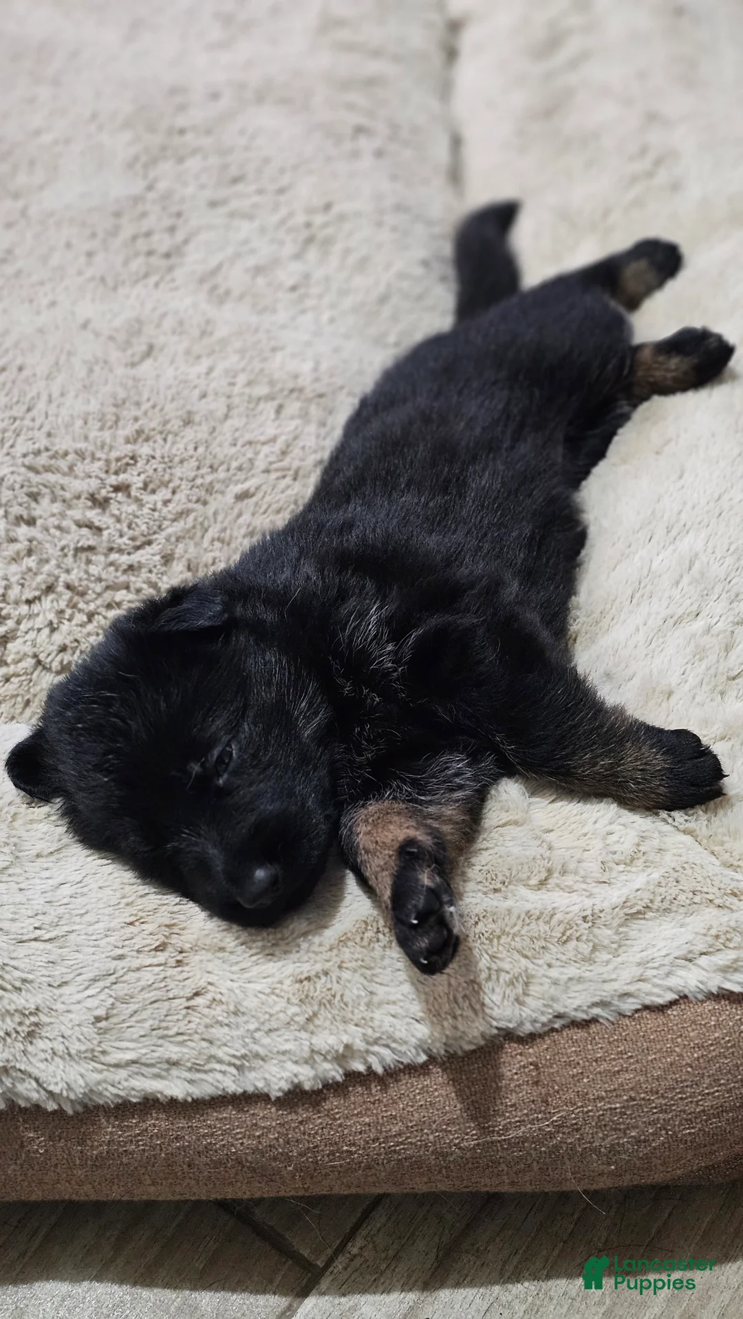 German Shepherd dogs for sale: German Shepherd Puppy 7 - Ad 1