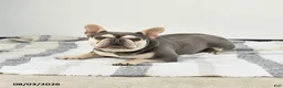 French Bulldog dogs for sale: Tina - Ad 2