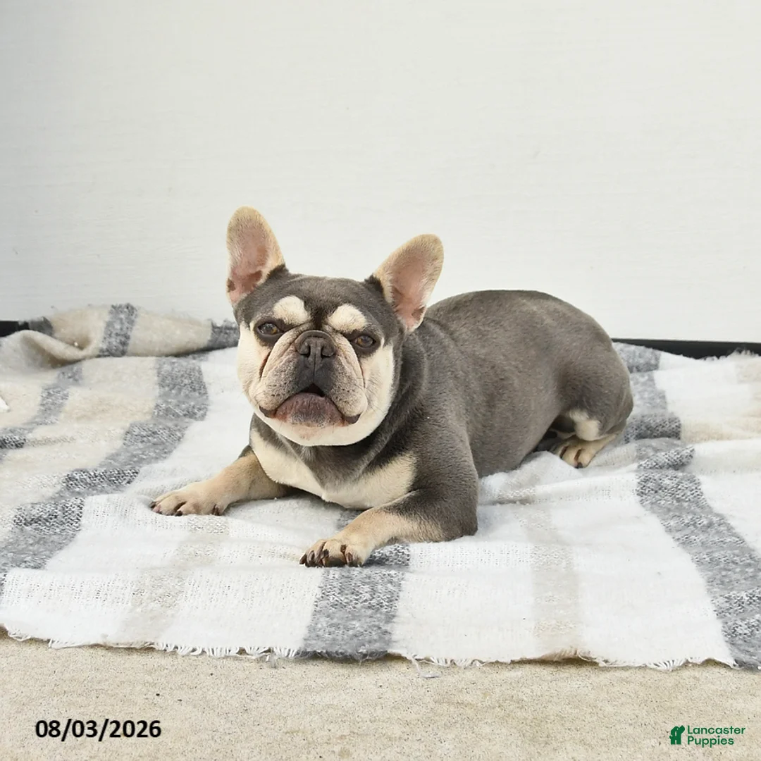 French Bulldog dogs for sale: Tina - Ad 2