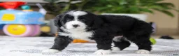 Bernedoodle dogs for sale: Jaxon - Ad 4