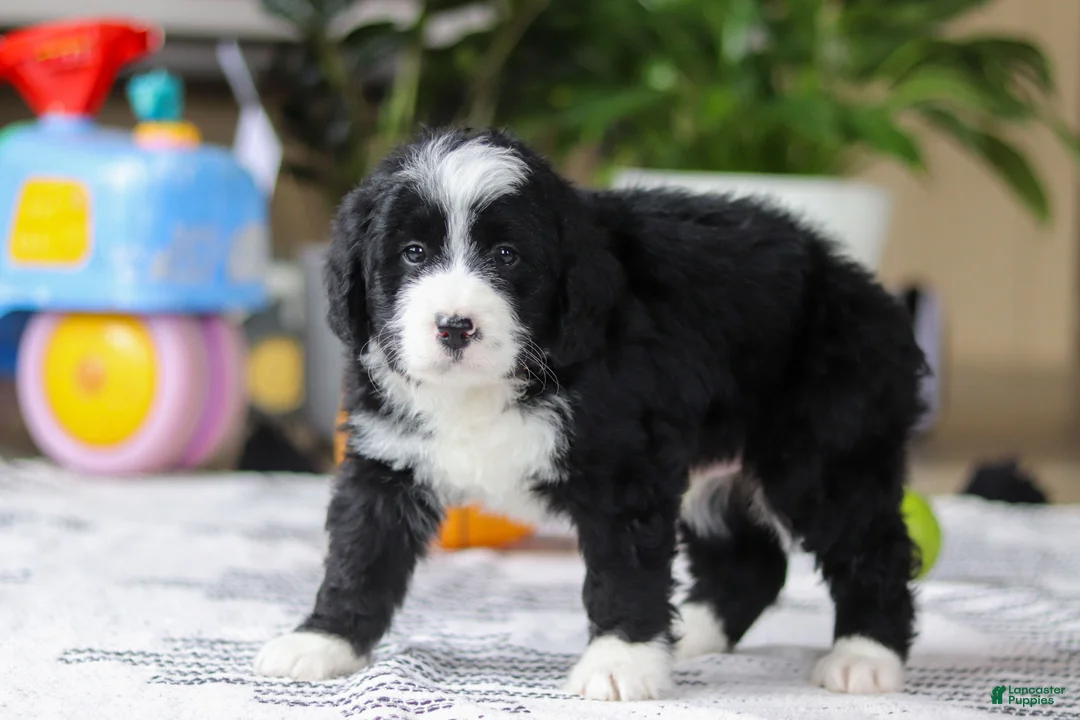 Bernedoodle dogs for sale: Jaxon - Ad 4