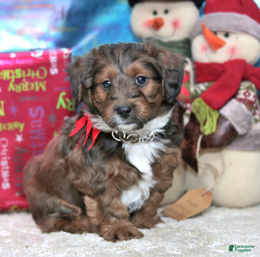 Gallery Image {{count}}