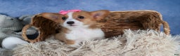 Welsh Corgi Pembroke dogs for sale: Lexi - Ad 18