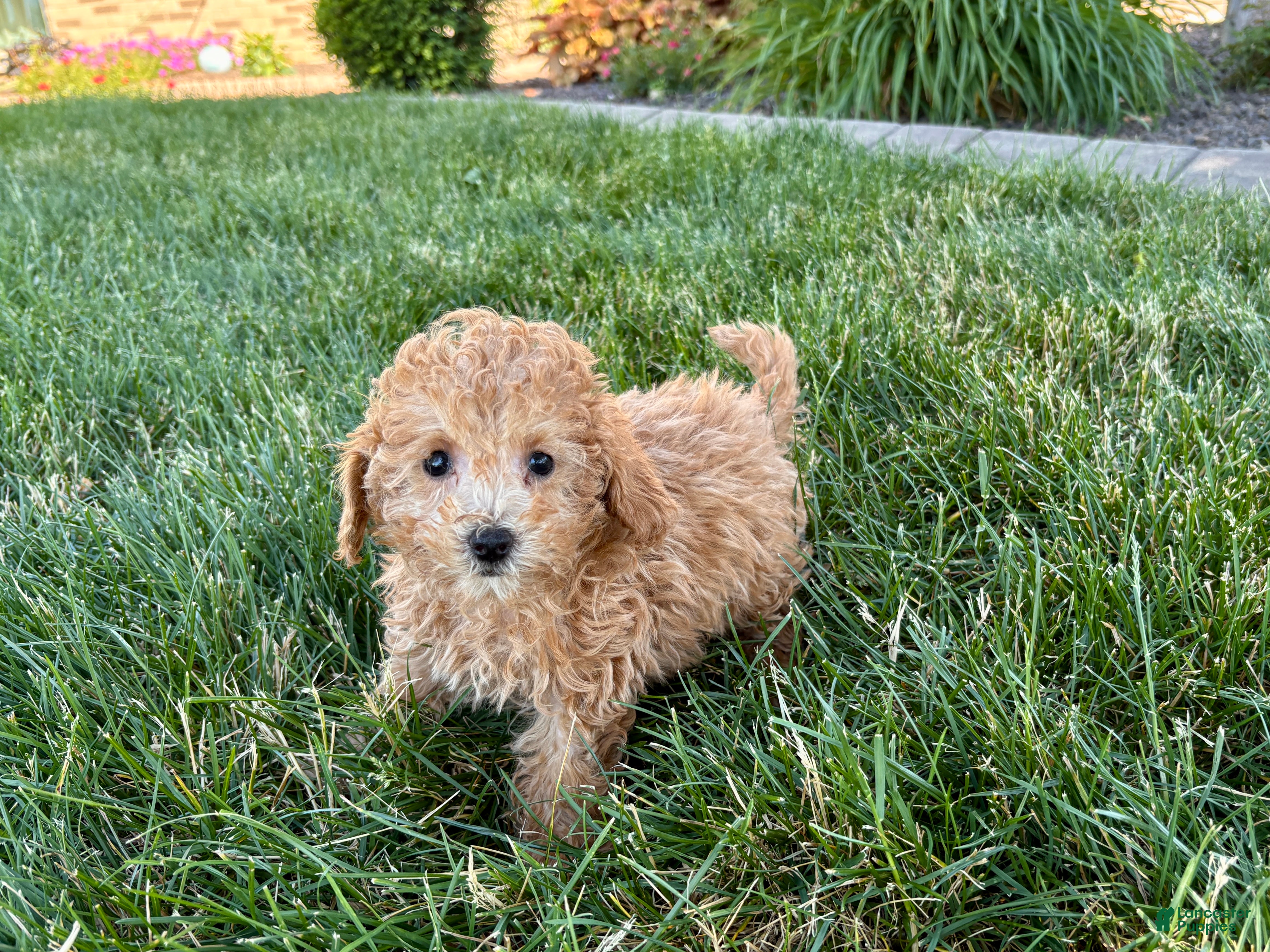 Maltipoo dogs for sale: Snickers  - Ad 8