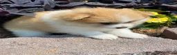 Pomeranian dogs for sale: Pomeranian 2 - Ad 3