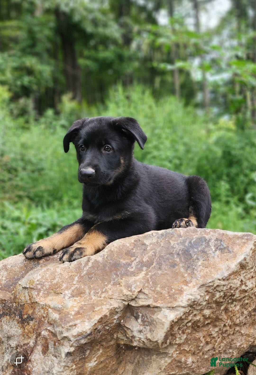 Guard Dog German Shepherd Female For Sale Near Me German Shepherds