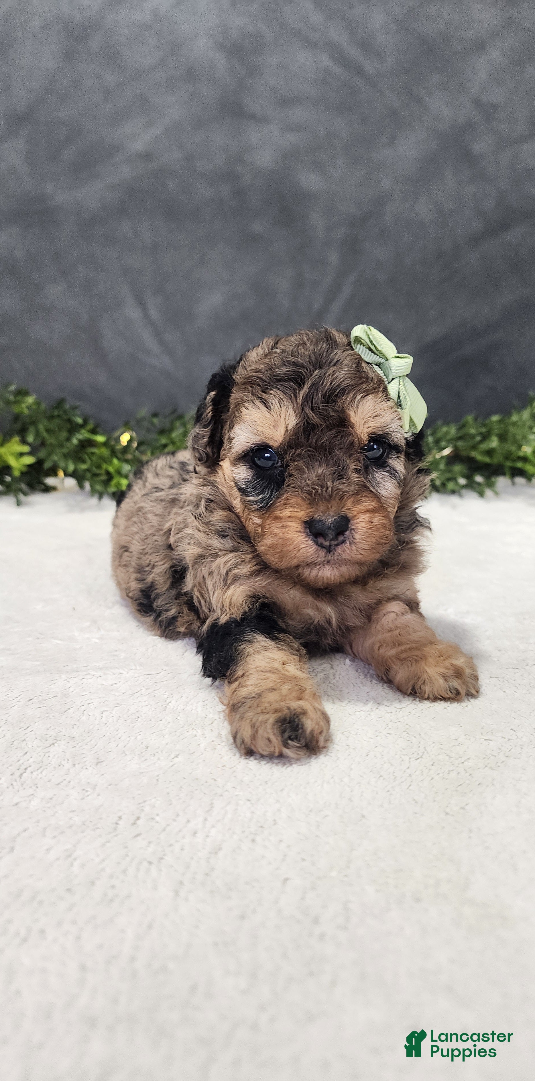 Miniature Poodle dogs Oliver - Ad 2