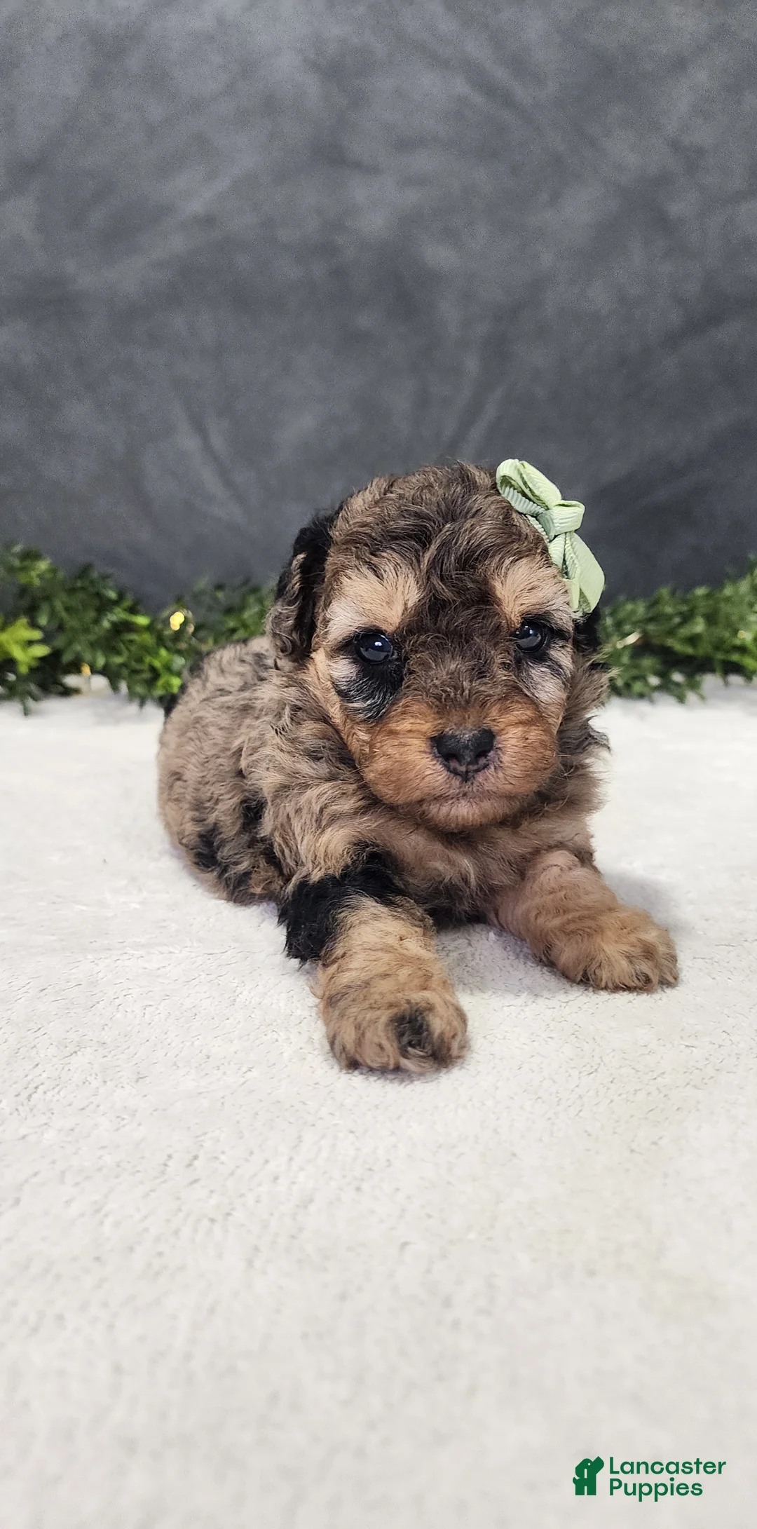 Miniature Poodle dogs for sale: Oliver - Ad 2