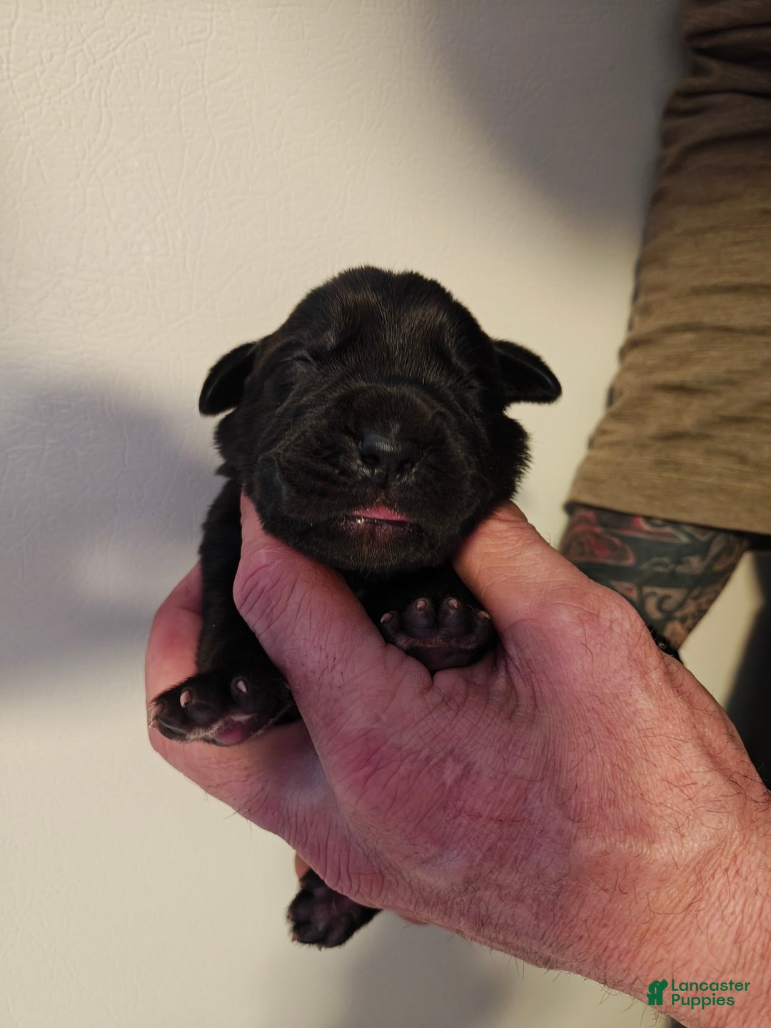 Cane Corso dogs for sale: Pluto - Male - Ad 8