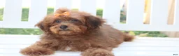Shihpoo dogs for sale: LuLu - Ad 11