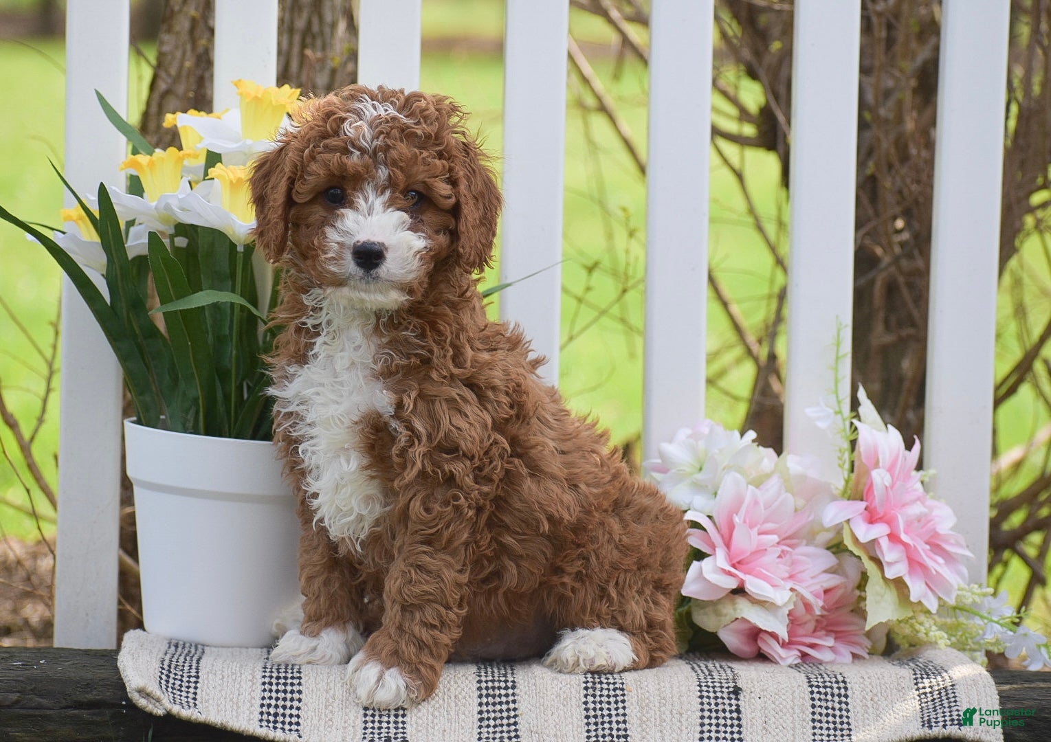 Cavapoo dogs Scooby - Ad 2