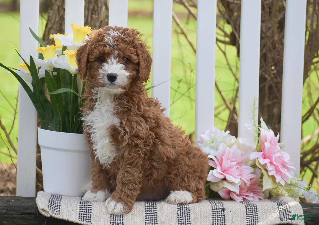 Cavapoo dogs for sale: Scooby - Ad 2