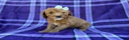 Cavapoo dogs for sale: Anna - Ad 5