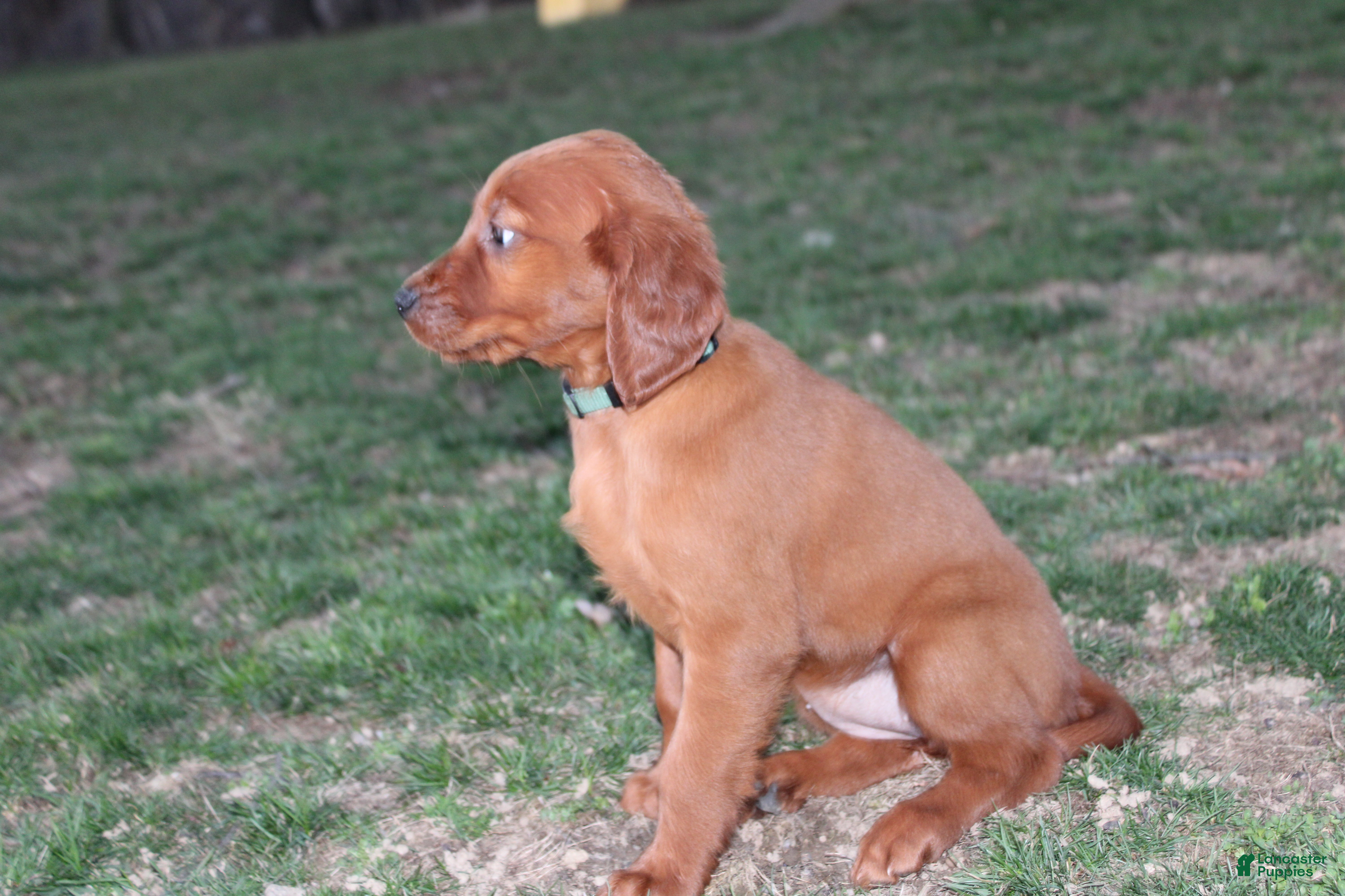 Mixed Breed dogs Mixed Breed Puppy 5 - Ad 2