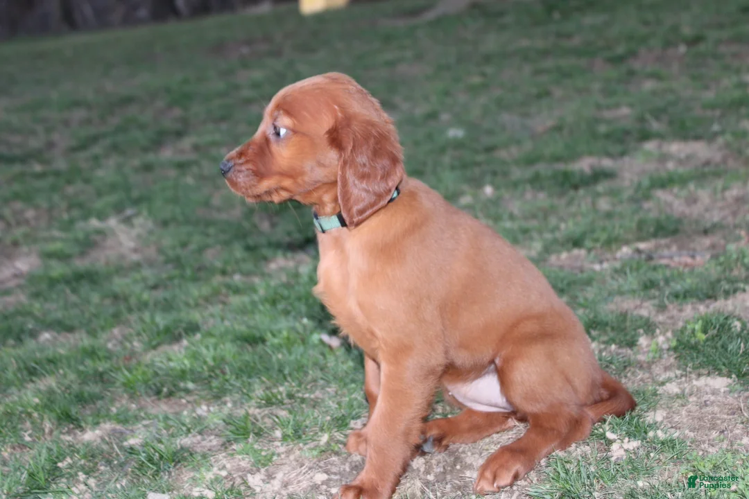 Mixed Breed dogs for sale: Mixed Breed Puppy 5 - Ad 2