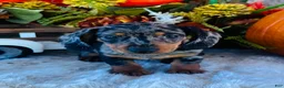 Miniature Dachshund dogs for sale: Tarzan  - Ad 2