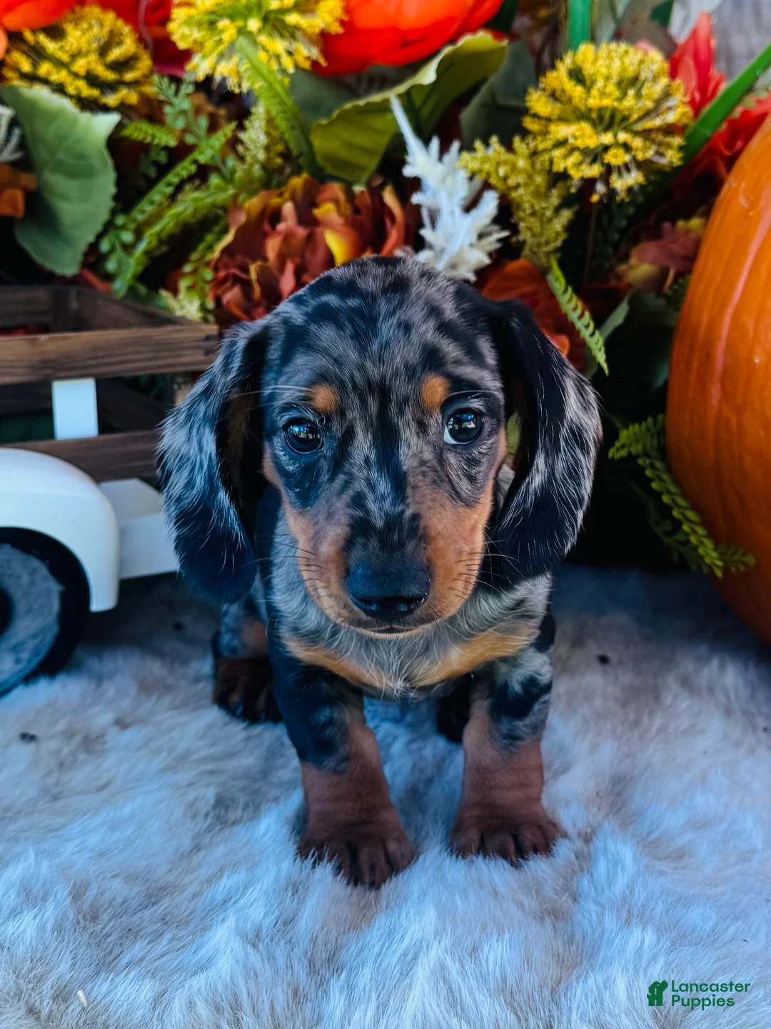 Miniature Dachshund dogs for sale: Tarzan  - Ad 2