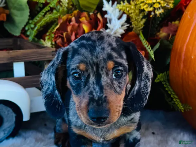Miniature Dachshund dogs for sale: Tarzan - Ad 2