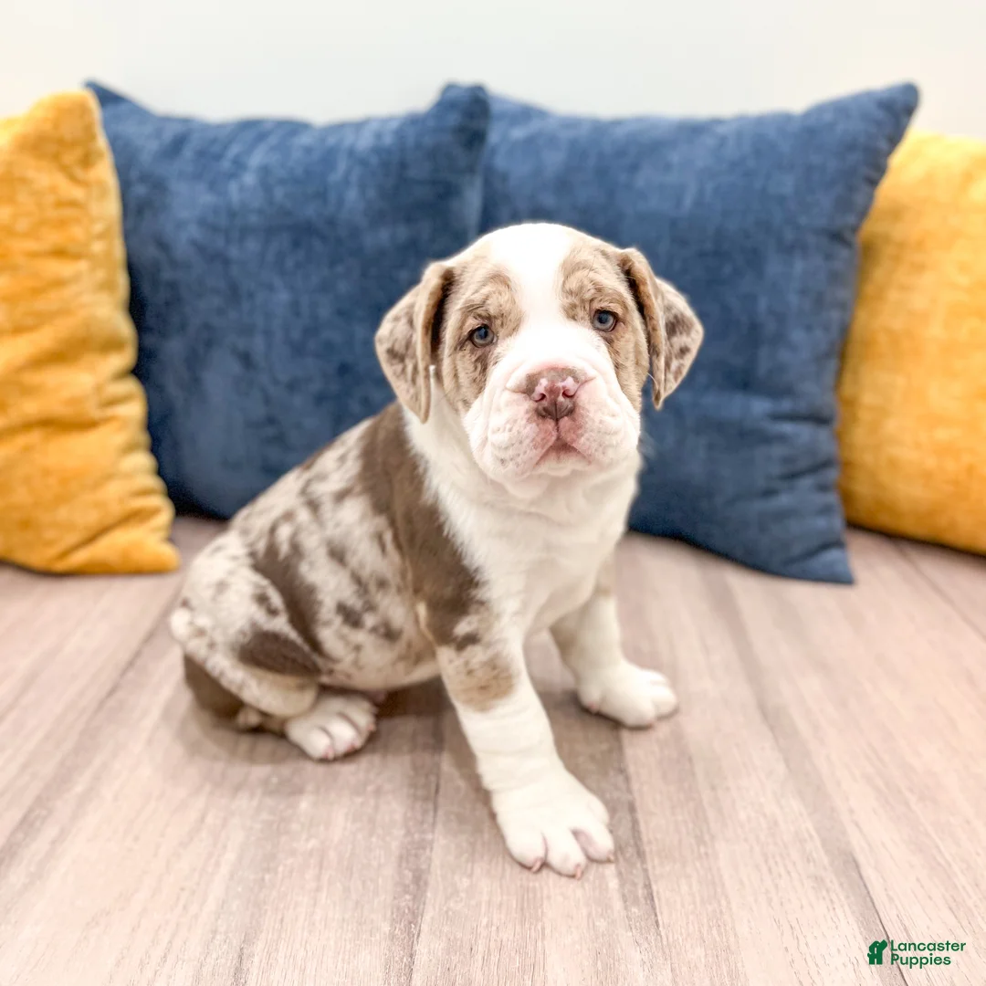 Beabull dogs for sale: Parker - Ad 3