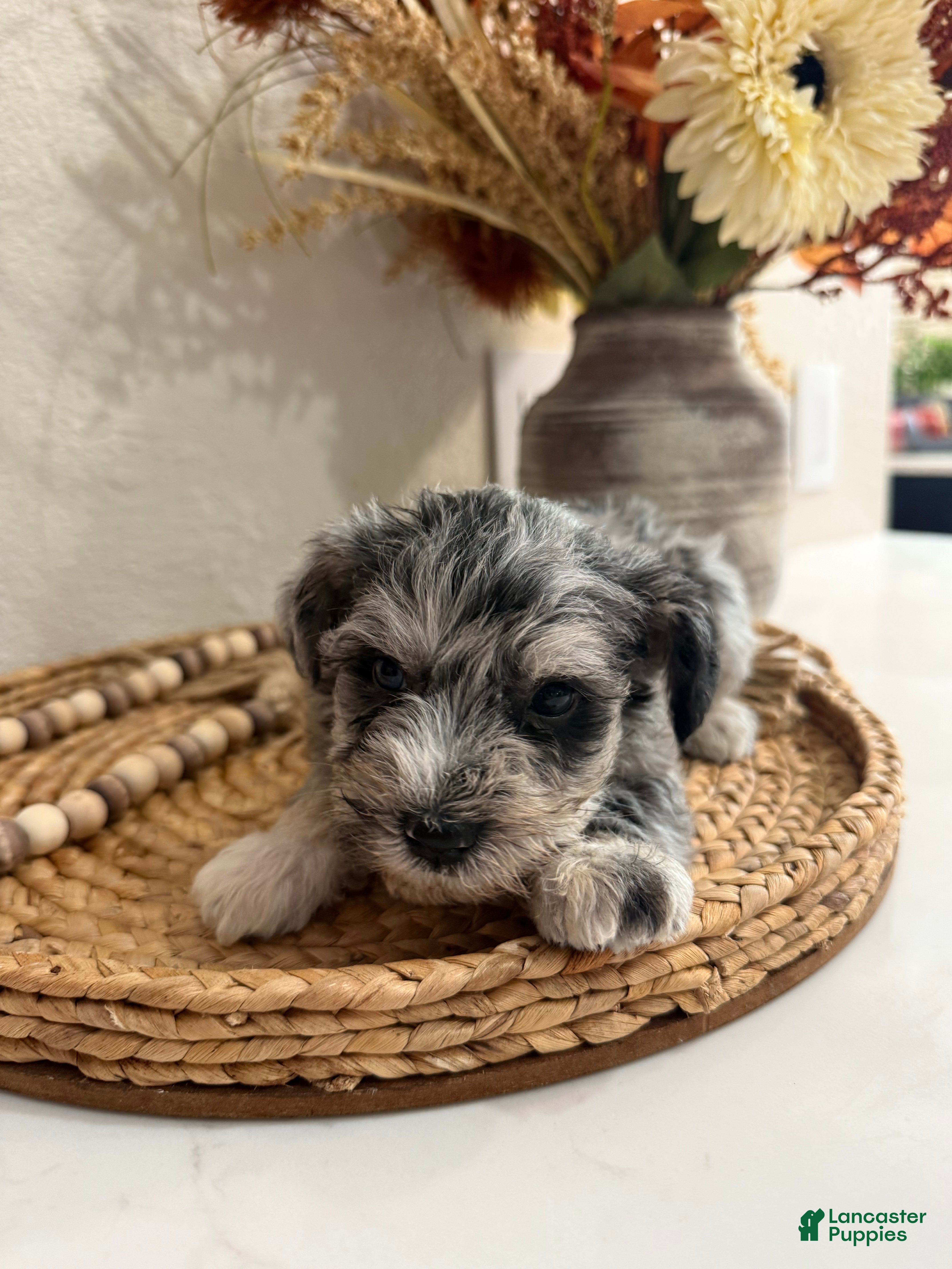 Miniature Schnauzer dogs Blueberry - Ad 26