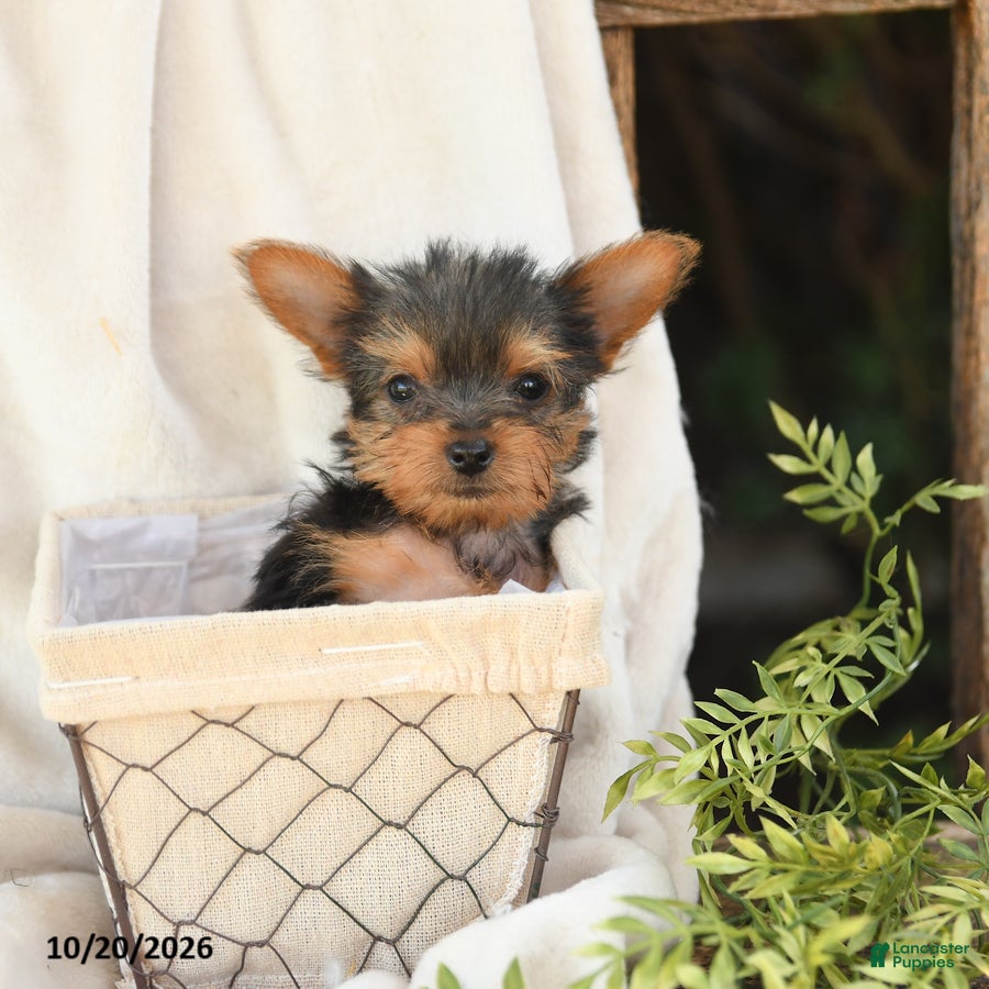 Yorkshire Terrier dogs Baxter - Ad 2
