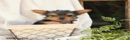 Yorkshire Terrier dogs for sale: Baxter - Ad 2