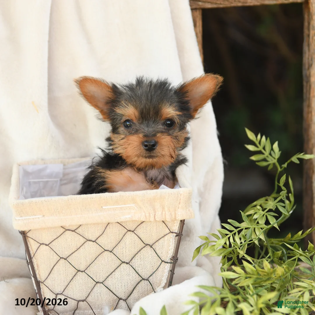 Yorkshire Terrier dogs for sale: Baxter - Ad 2