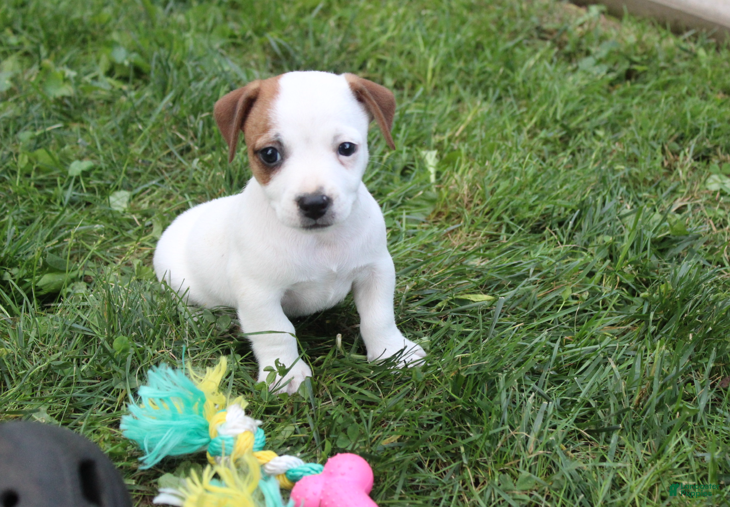 Jack Russell Terrier dogs Ace - Ad 1