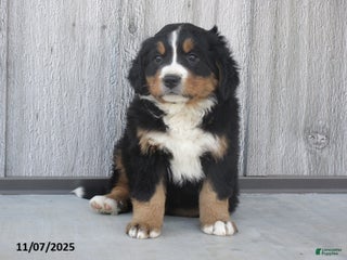 Bernese Mountain Dog dogs - Ad 9