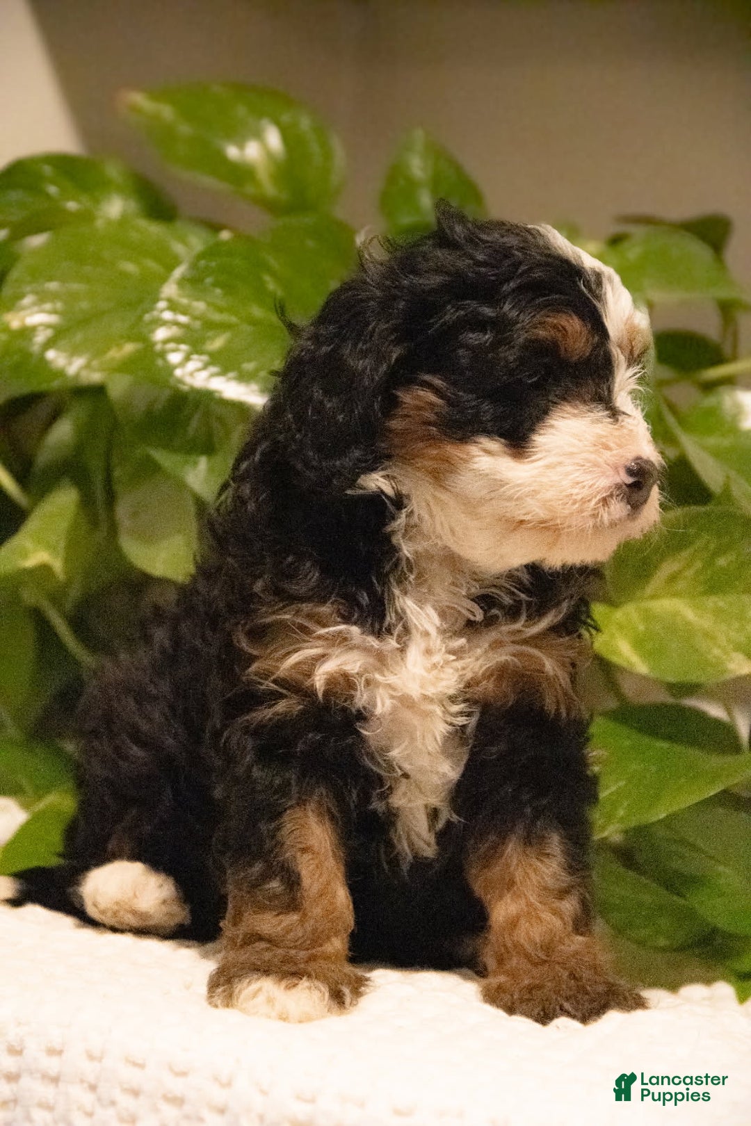 Mini Bernedoodle dogs for sale: Tucker - Ad 2