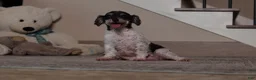 Miniature Poodle dogs for sale: Dawson - Ad 5