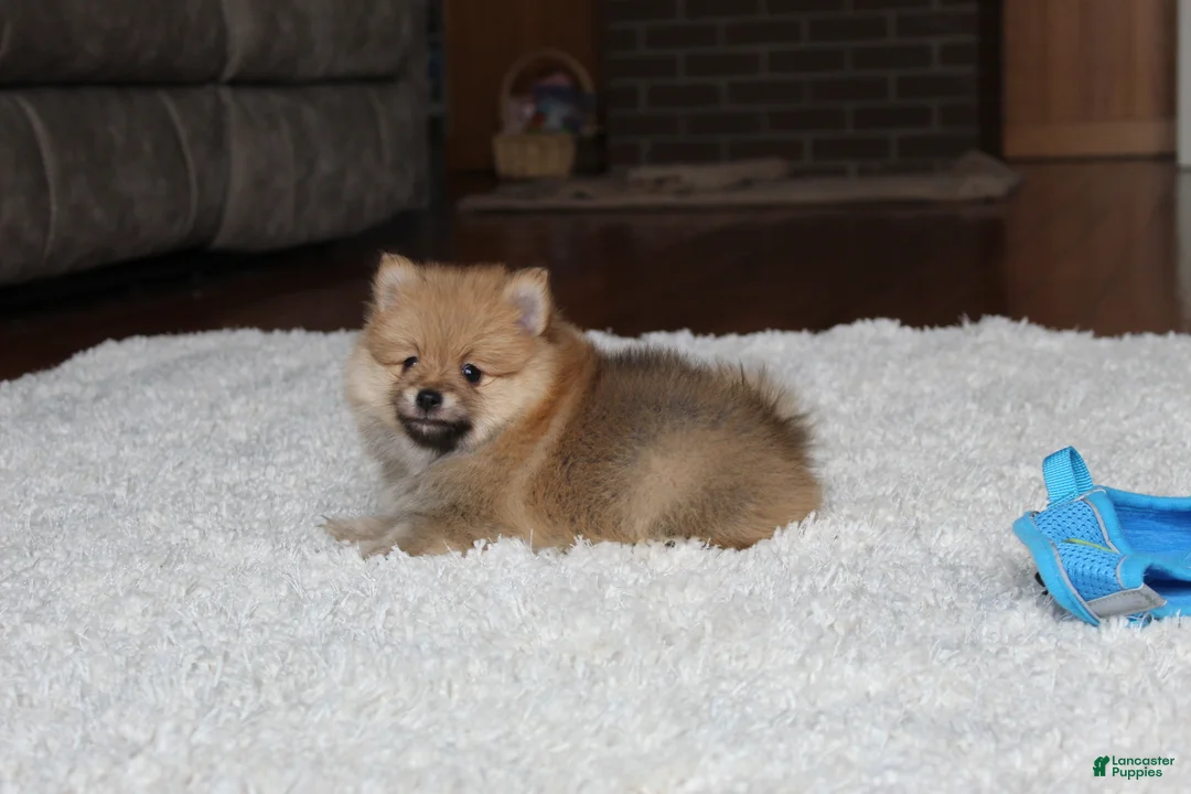 Pomeranian dogs for sale: Kody - Ad 3