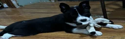 Mixed Breed dogs for sale: Stella - Ad 2