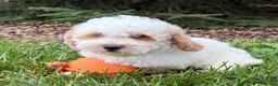 Havapoo dogs for sale: Arlo - Ad 2