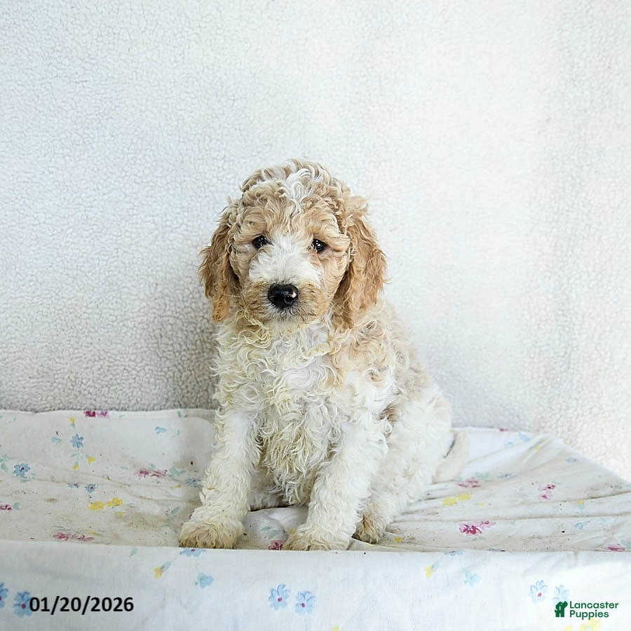 Standard Poodle dogs Macchiato - Ad 14