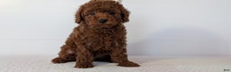 Toy Poodle dogs for sale: Chief - Ad 5