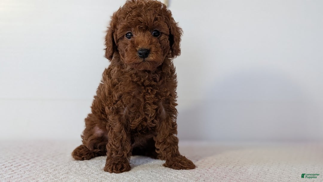 Toy Poodle dogs for sale: Chief - Ad 5