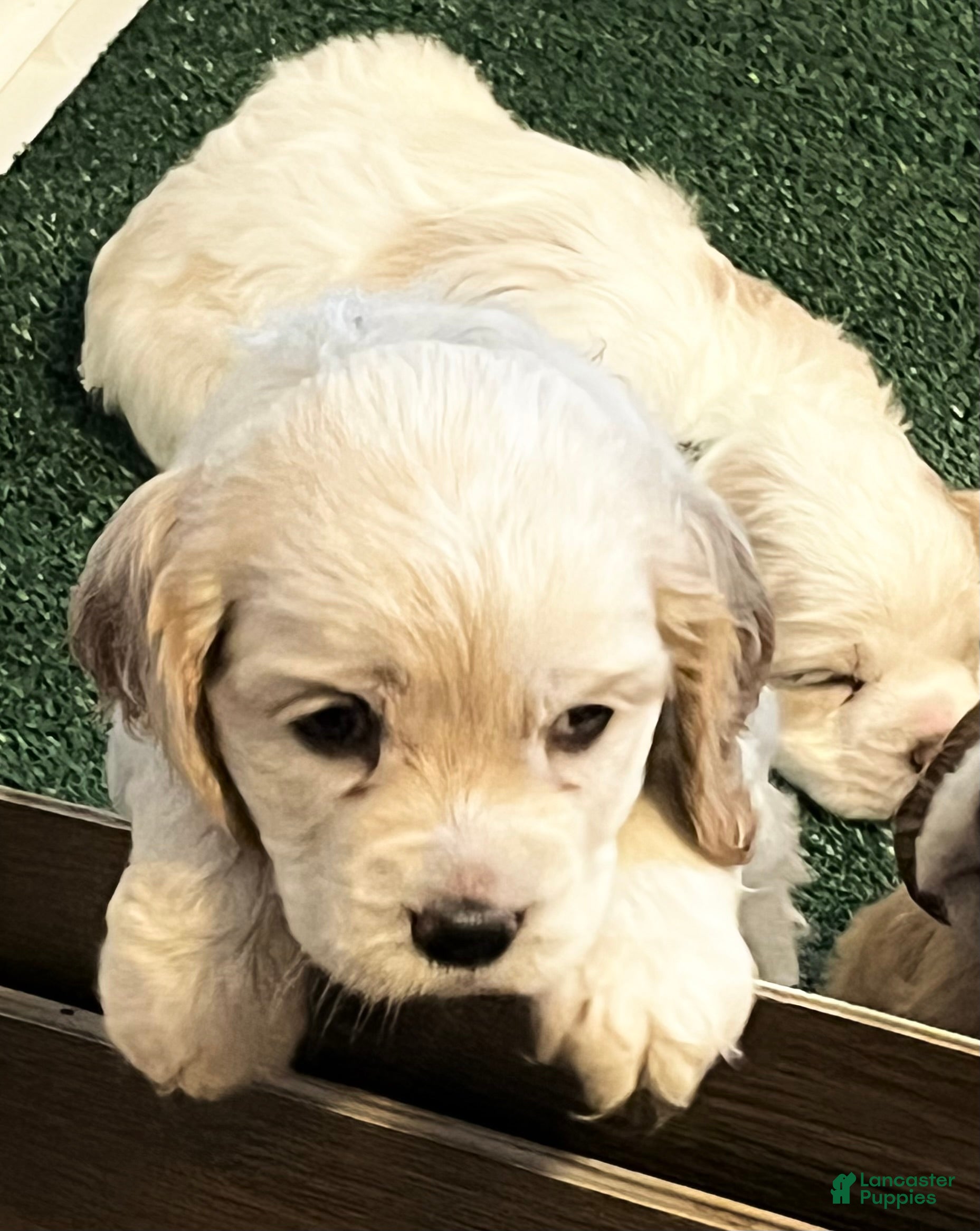 Cocker Spaniel dogs Cocker Spaniel Puppy 3 Female Rose - Ad 2